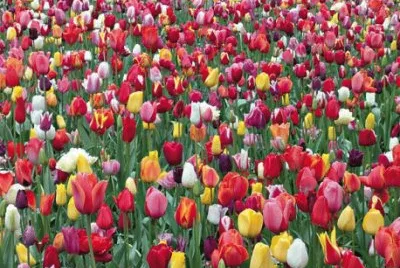 Tulipes