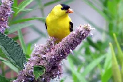 Goldfinch on Edible Anise Hyssop Flowers