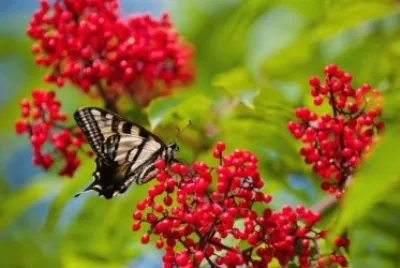 MARIPOSA