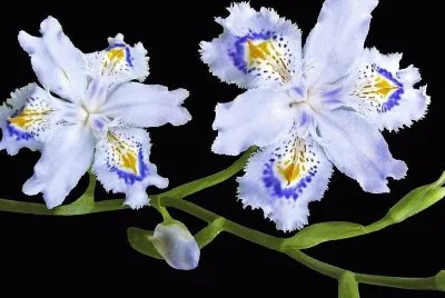 flores