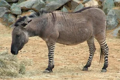 פאזל של Zebrasino