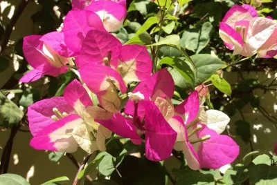 bougainvillier