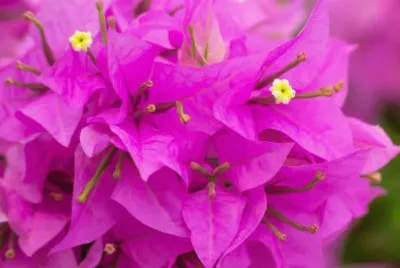 bougainvillier