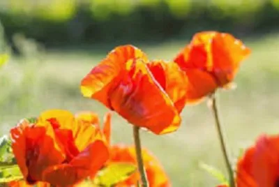 Imagem jigsaw puzzle