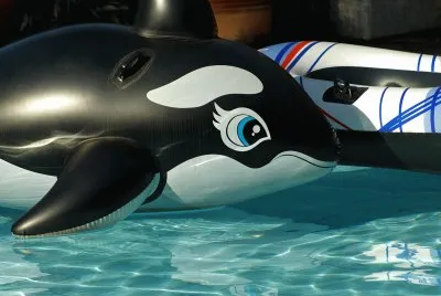 orca