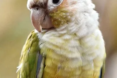 natural