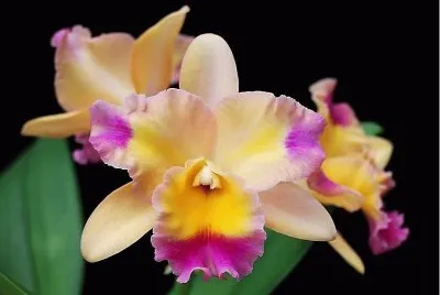 flores