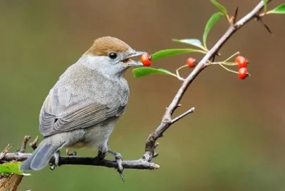 natural jigsaw puzzle