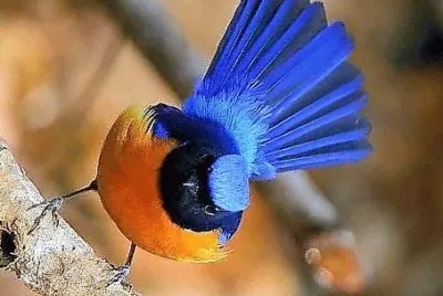 natural