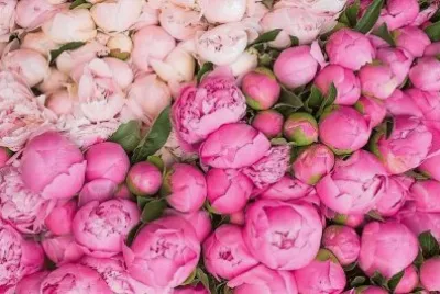 flores