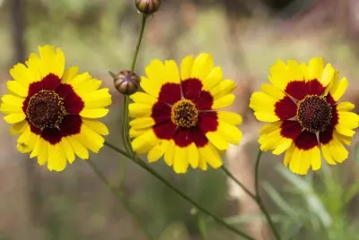 Coreopsis