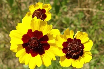 Coreopsis
