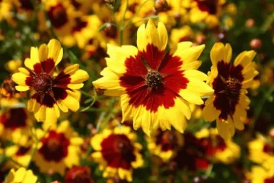 Coreopsis jigsaw puzzle