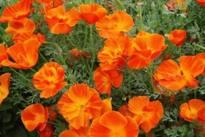 Pavot de californie