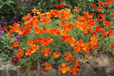 Pavot de californie