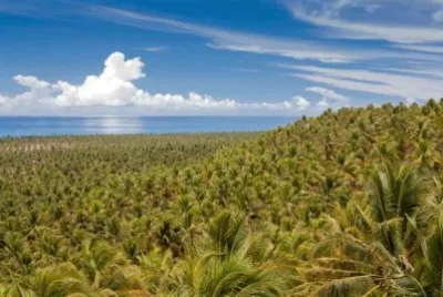 Praia do Gunga - Alagoas - Brazil jigsaw puzzle