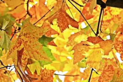 Imagem jigsaw puzzle