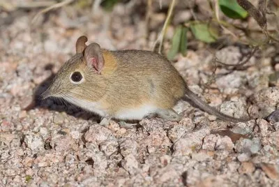 Sengi del bushweld jigsaw puzzle
