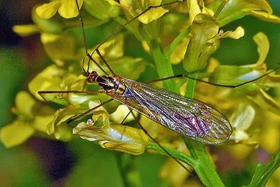 Nephorotoma appendiculata