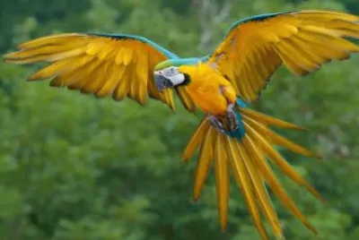 GUACAMAYA