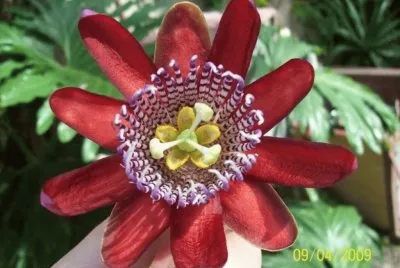 Flor pasionaria