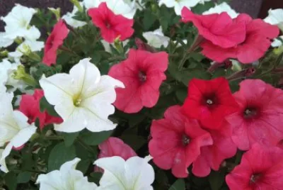 Petunia