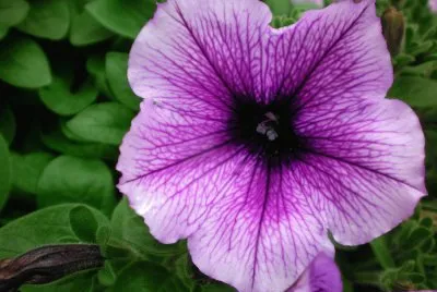Petunia