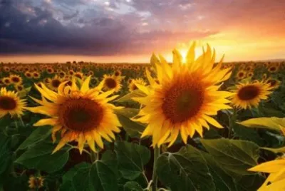 sunflower jigsaw puzzle