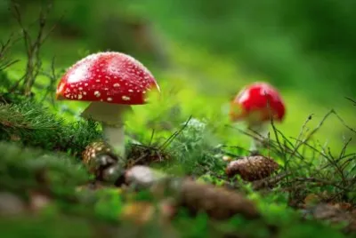 Imagem jigsaw puzzle