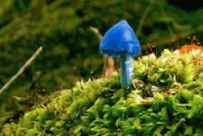 Imagem jigsaw puzzle