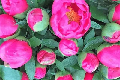 flores