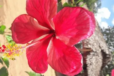 flores