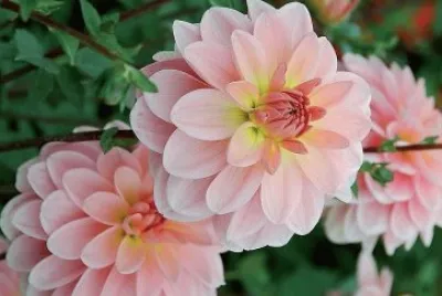 flores