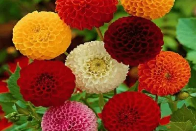 Beautyful Dahlia 's