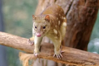 quoll tigre jigsaw puzzle