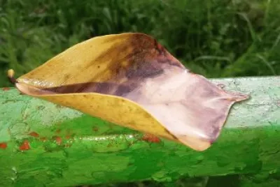 leaf