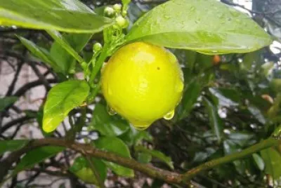 rain drops