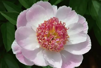 flores