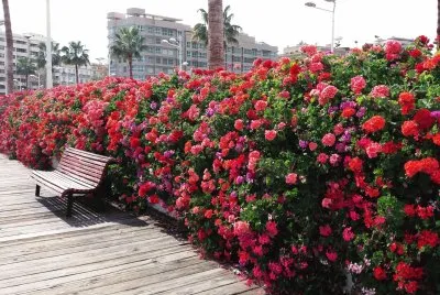 puente de las flores-valencia