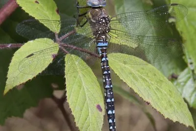 Aeshna juncea
