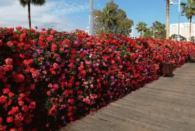 puente de las flores-valencia