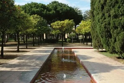 naranjos en el cauce del turia