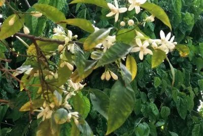 flor de azahar