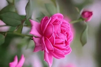 flores