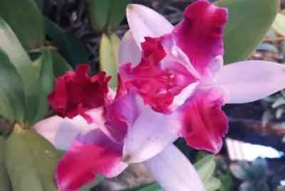 flores