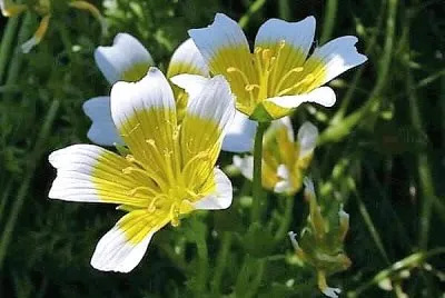 flores