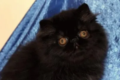 Persiano nero