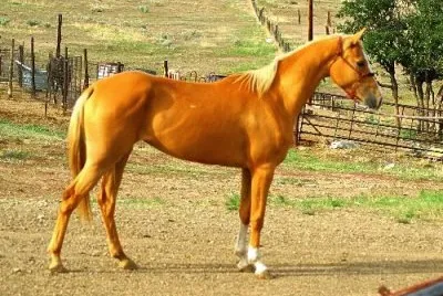 Tchenaran