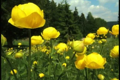 Bouton d 'or
