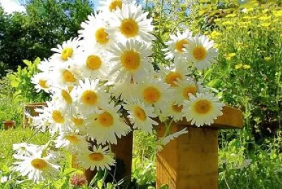 flores
